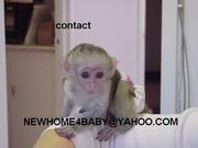 baby capuchin monkeys for adoption