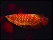   Premium Quality Asian Red ,  Chili Red ,  Super Red Arowanas for Sale*