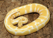 Excellent Albino And Piedbald Pythons