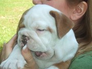English Bulldog Puppies for adoption to good home