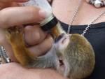 Marmoset monkeys &Squirrel monkeys for adoption